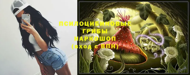 Галлюциногенные грибы Psilocybe  цена   darknet как зайти  Карачаевск 